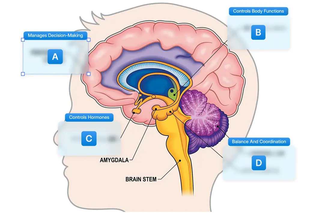 Image occlusion flashcard hiding parts of a diagram